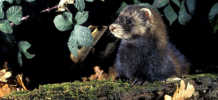 Степной хорек ночью