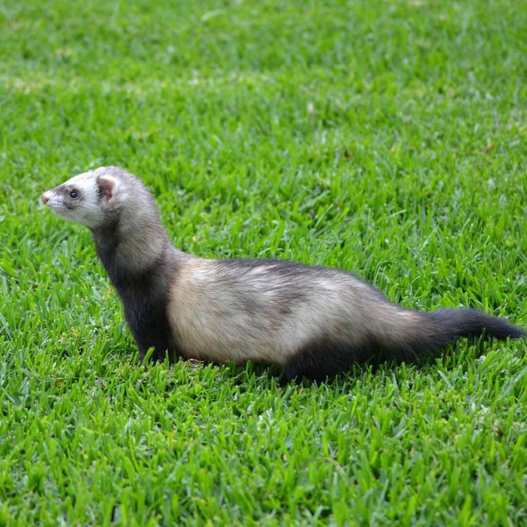 Норка и хорек