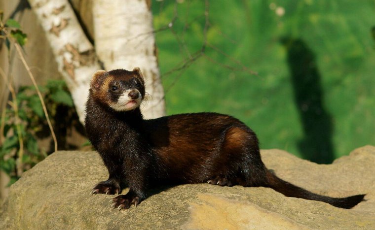 Хорь Лесной Mustela putorius