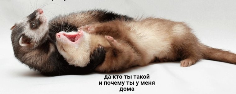 Хорек в движении