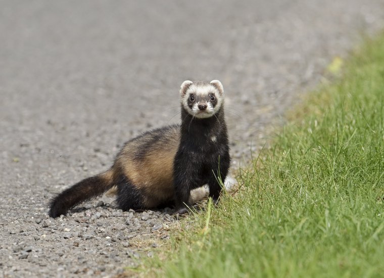 Хорек в Англии