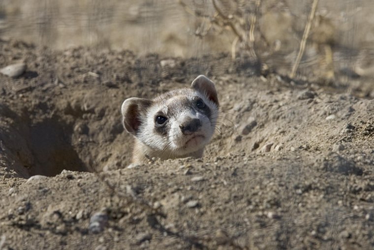 Black-Footed Ferret