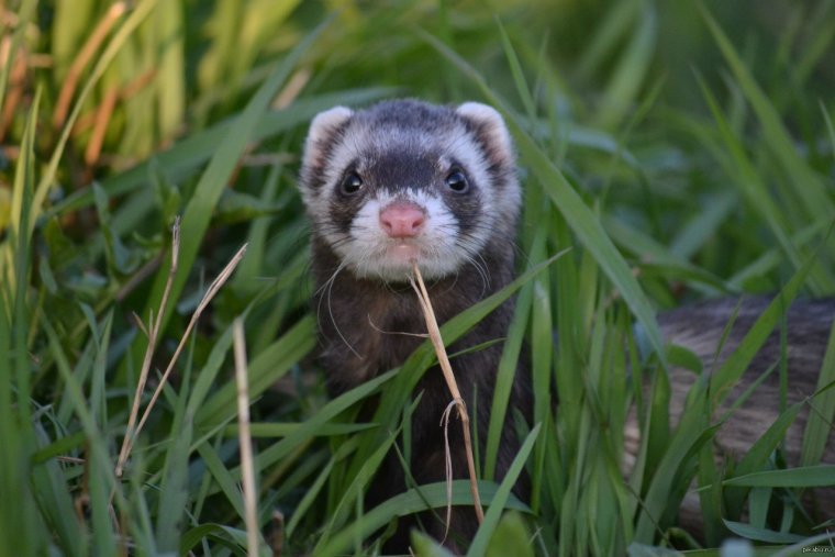 Животные Мордовии хорек