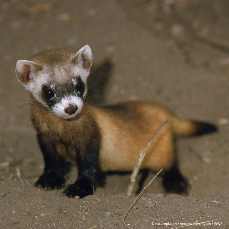 Амурский Степной хорь