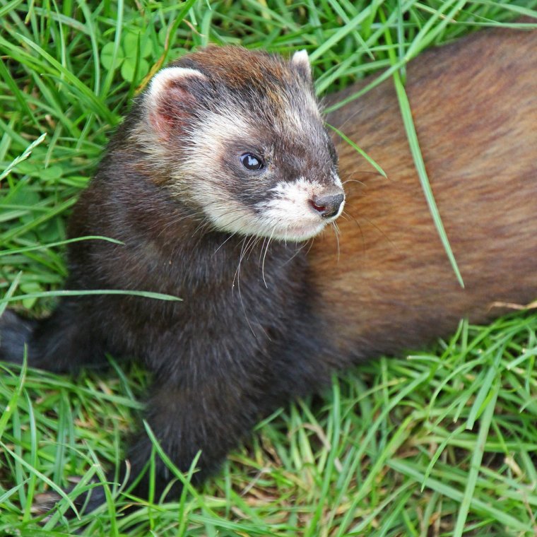 Степной и черный хорек