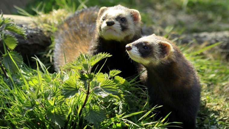 Хорек полевой