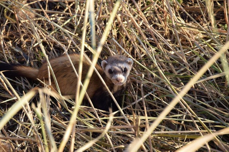 Амурский Степной хорек