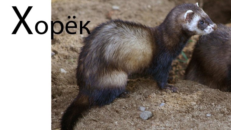 Животные на букву хорек