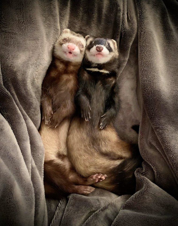 Хорек с сердечком