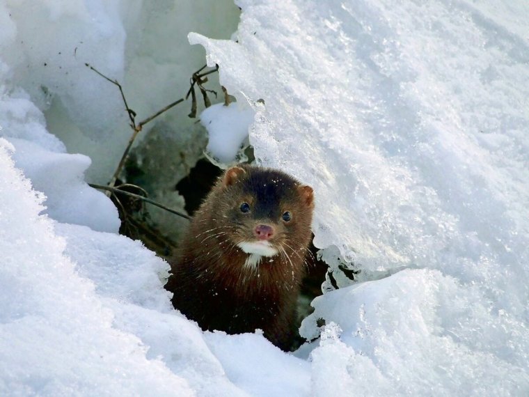 Норка зимой