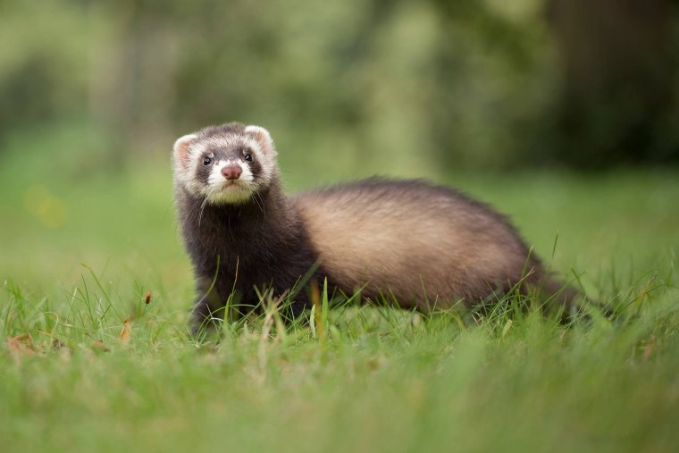 Амурский Степной хорь