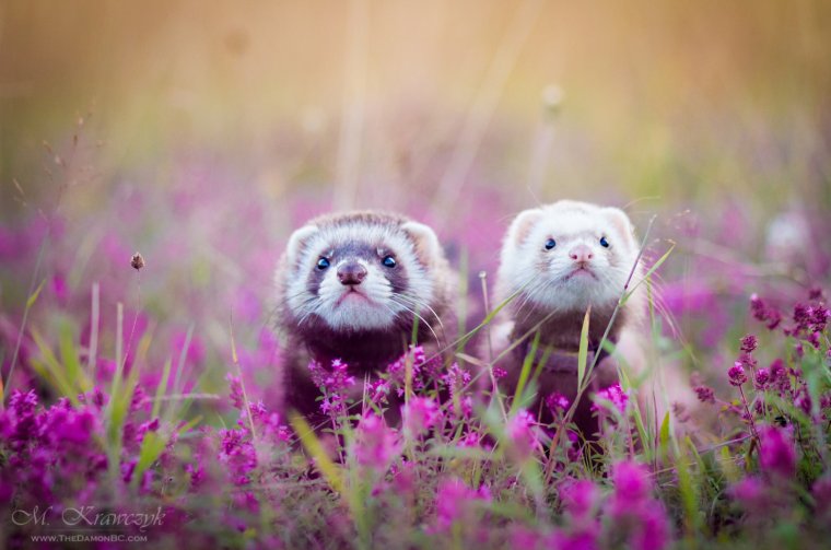 Розовый хорек