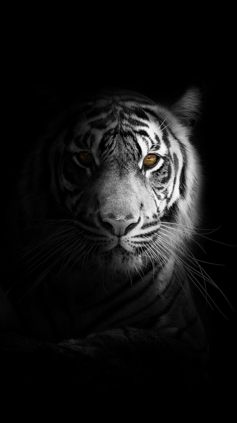 Черный тигр Кишан