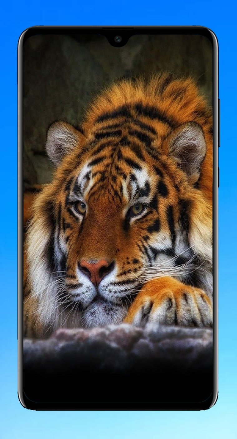 Тигр для телефона смартфона