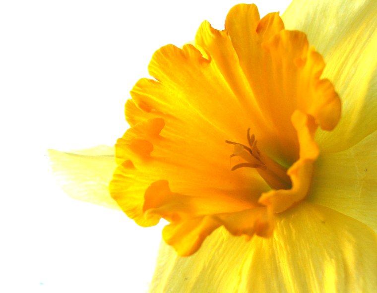 Желтый цвет на белом фоне