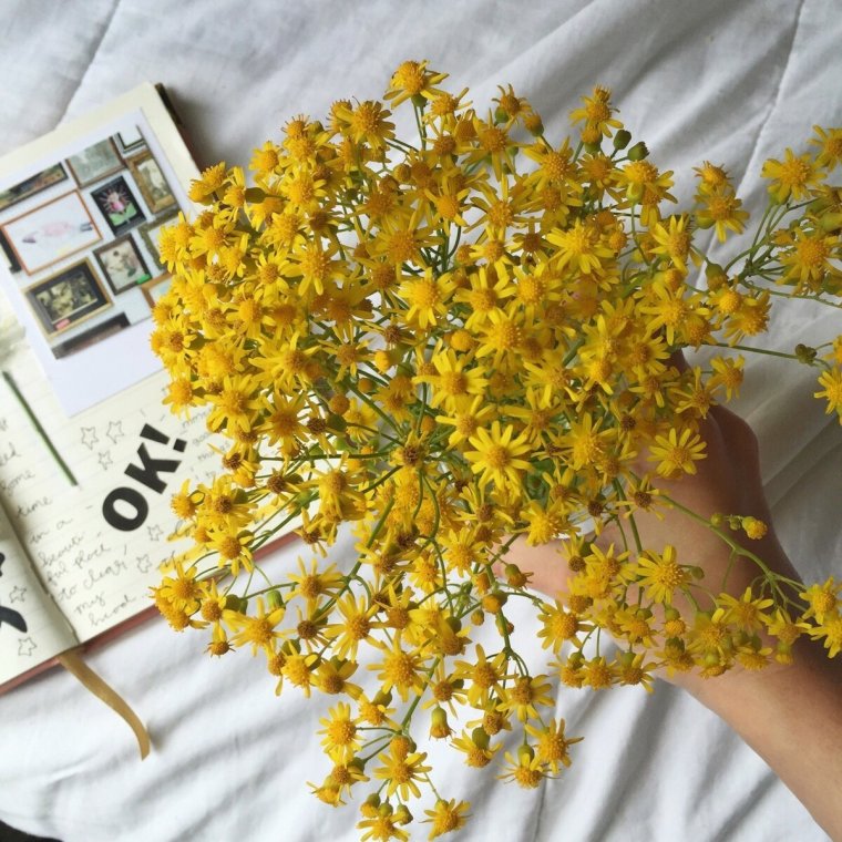 Йеллоу Эстетика