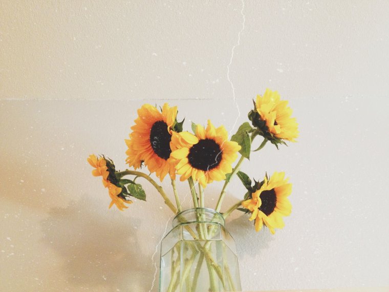 Подсолнухи Эстетика