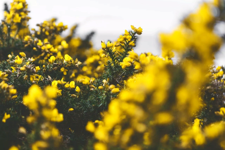 Йеллоу Эстетика