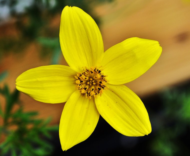 Желтый цветок 4 листика