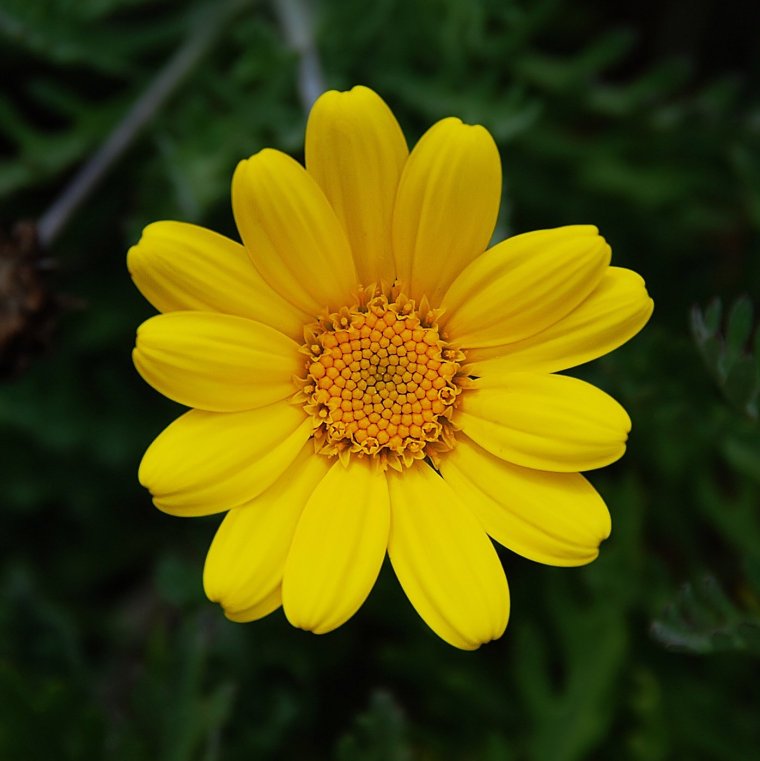 Ромашник желтый