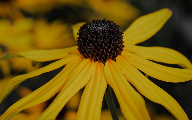 Желтые обои