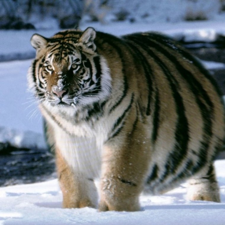 Толстый Амурский тигр