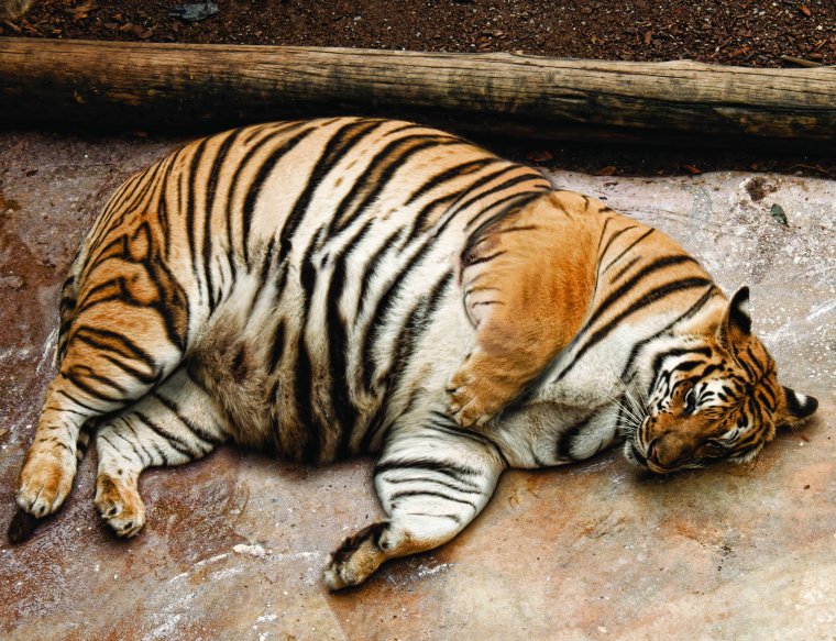 Толстый Амурский тигр