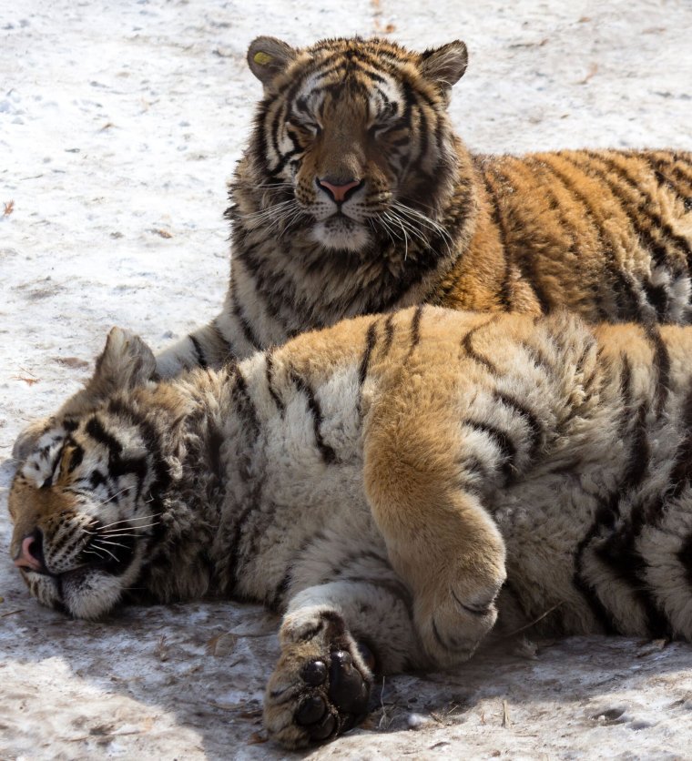 Тигры Харбинский зоопарк