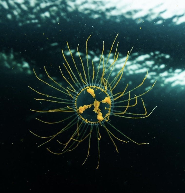 Медуза крестовик