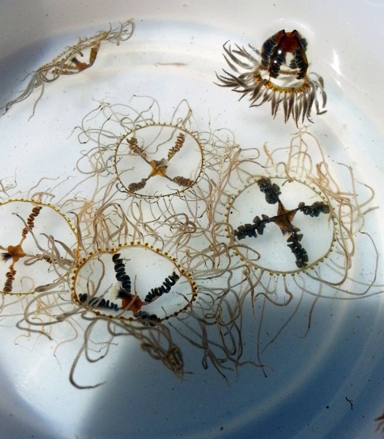 Медуза крестовичок