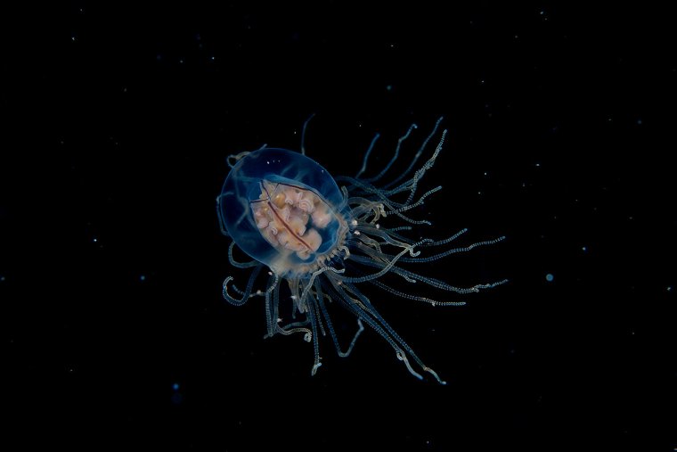 Дальневосточная медуза крестовичок