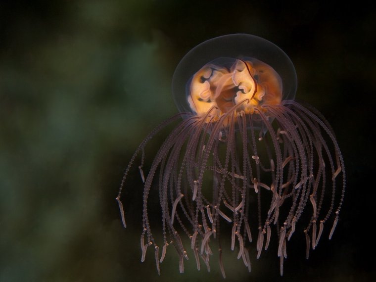 Крестовичок Кишечнополостные