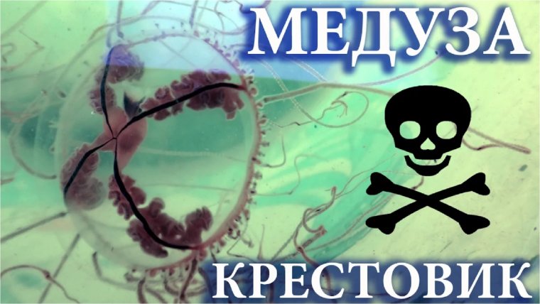 Ядовитые медузы крестовики