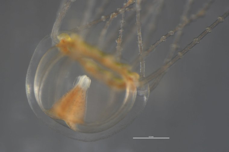 Медуза крестовик японского моря