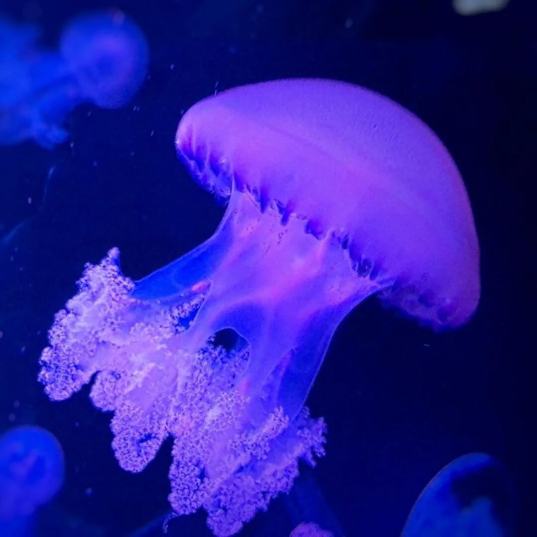 Медуза корнерот царство