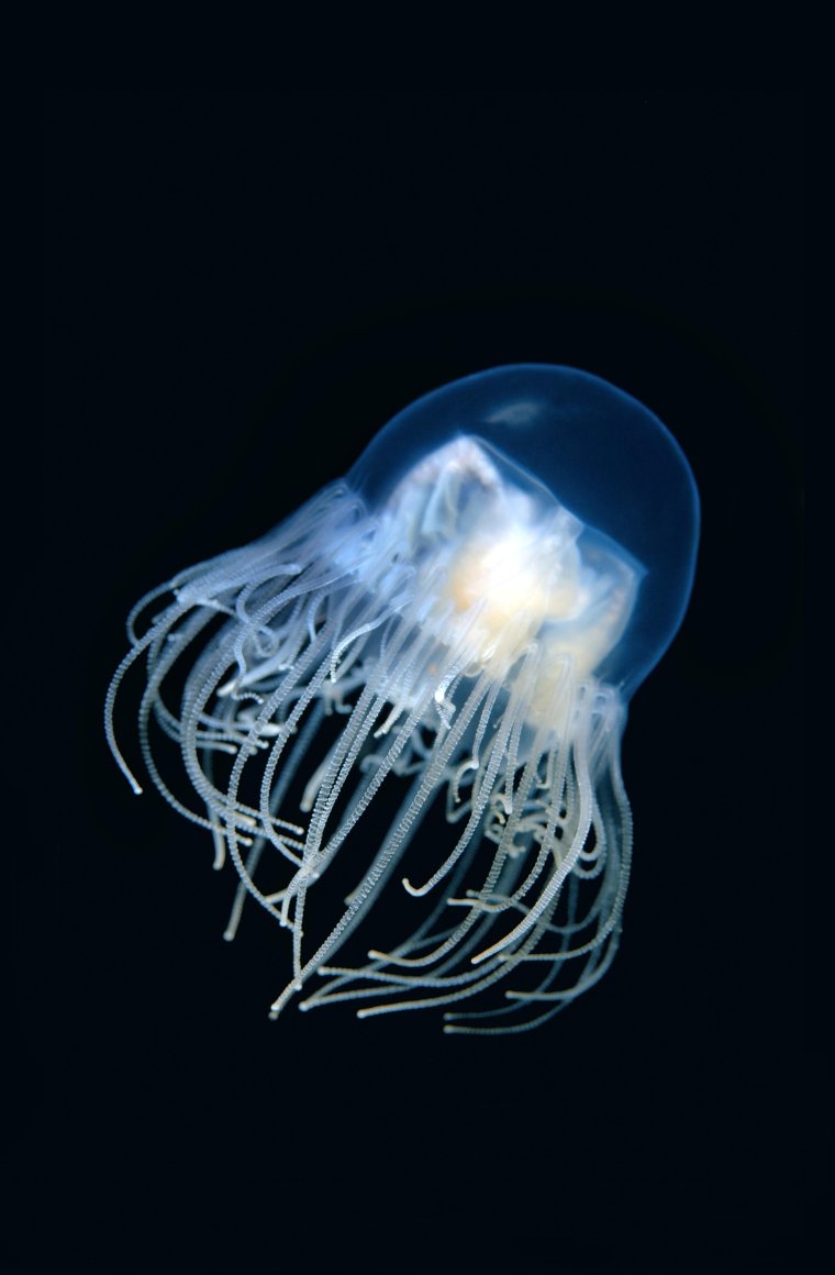 Медуза крестовичок образ жизни