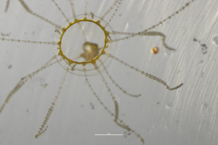 Медуза крестовик в Приморье