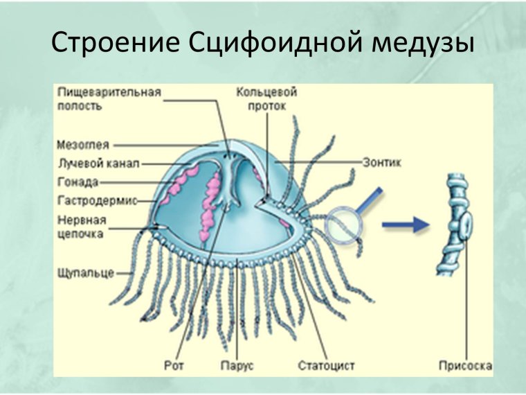 Строение сцифоидной медузы