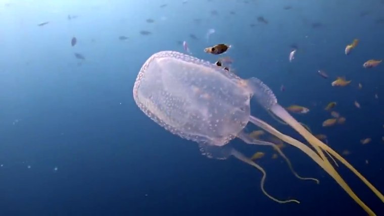 Самые самые самые большие медузы