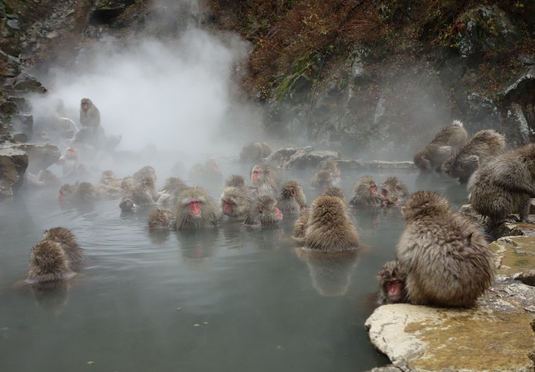 Обезьяний парк Джигокудани