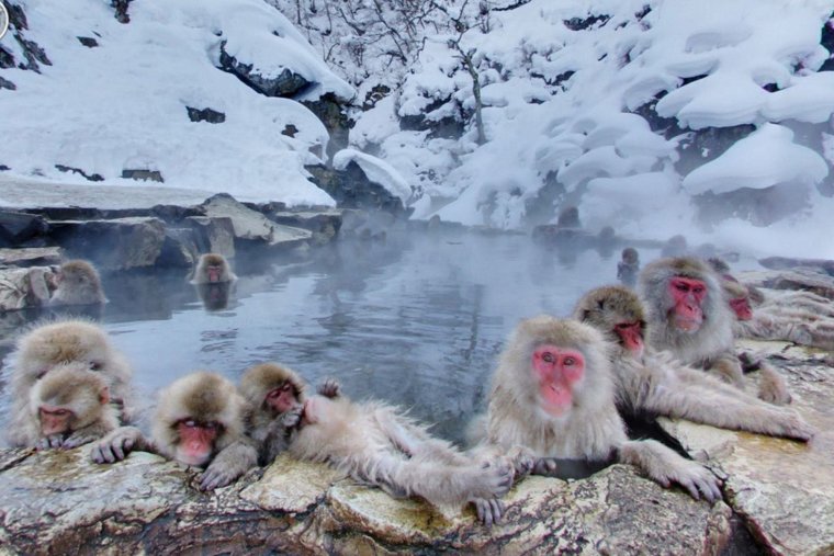Парк обезьян Дзигокудани Япония