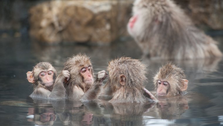 Обезьяний заповедник Джигокудани