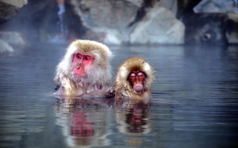 Парк снежных обезьян Джигокудани