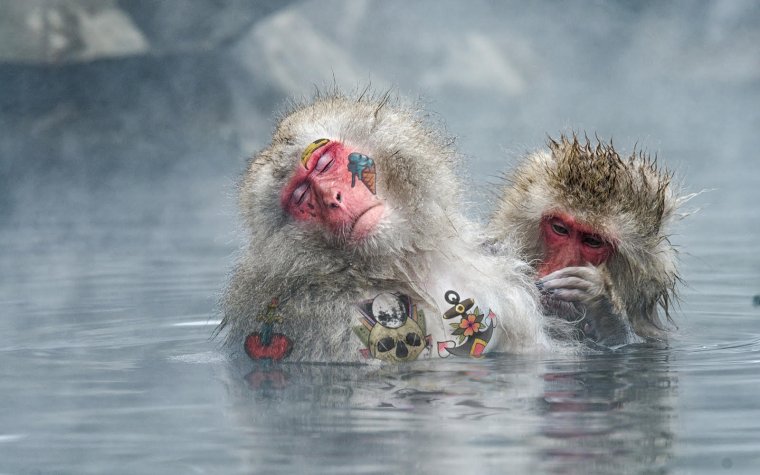 Японские обезьяны