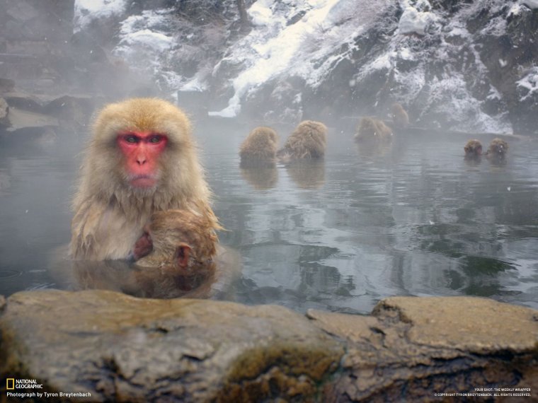 Две обезьяны в горячем источнике