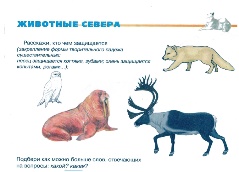 Животные севера задания