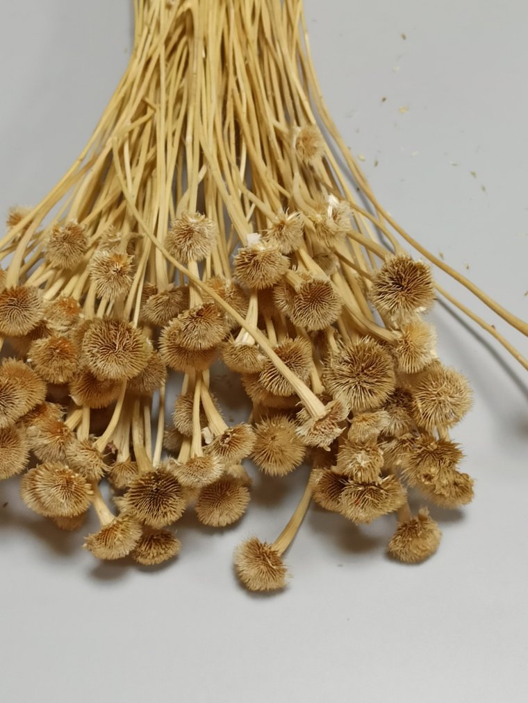 Сухоцветы дерево