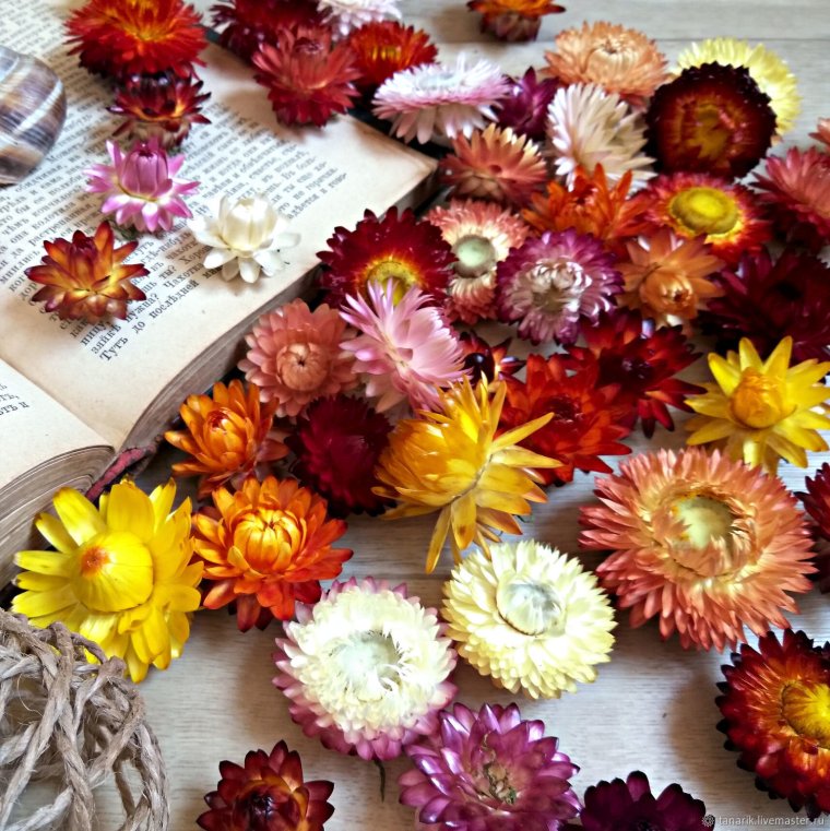 Гелихризум бессмертник