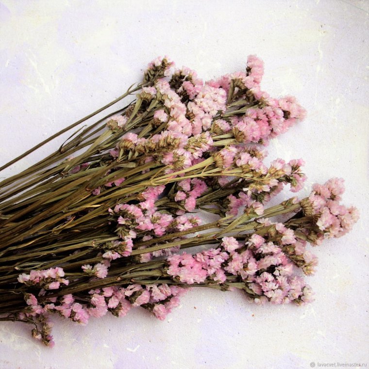 Статица цветы сухоцветы
