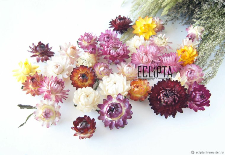 Сухоцветы микс